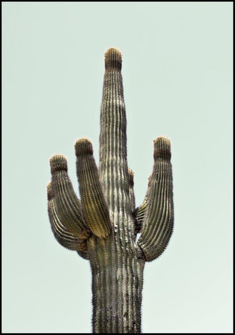 Saguaro | Plakatbrett