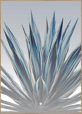 SANSEVIERIA | Poster