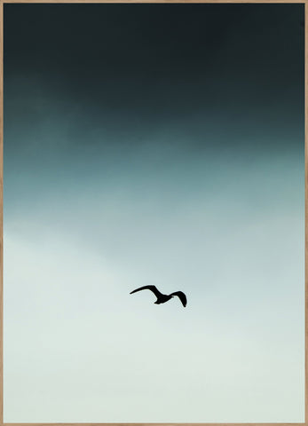 Seagul blue | POSTER BOARD