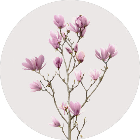 Magnolia 2 | Kreiskunst