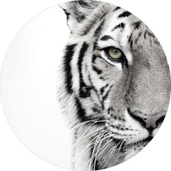 Hvid tiger | Circle Art