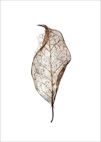 Leaf | Poster