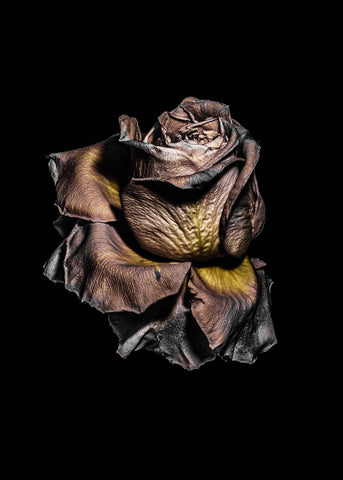 Metallic rose | Poster board