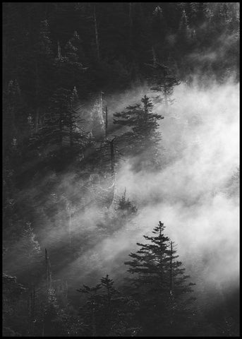 Misty Pine Woods | Plakatbrett