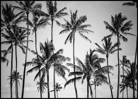 Palm Himmel | Plakatbrett