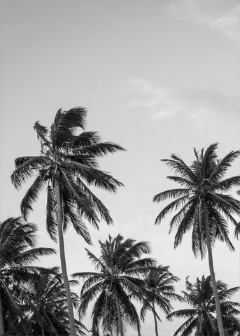 Palms in grey | POSTER