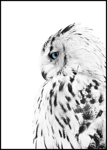 White owl | POSTER BOARD