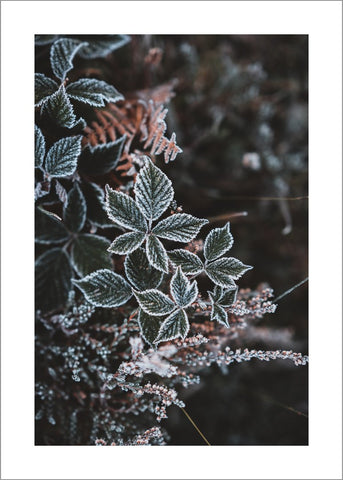 Winter leaves 1 | POSTER